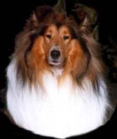 collie