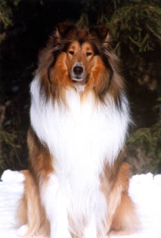 Collie